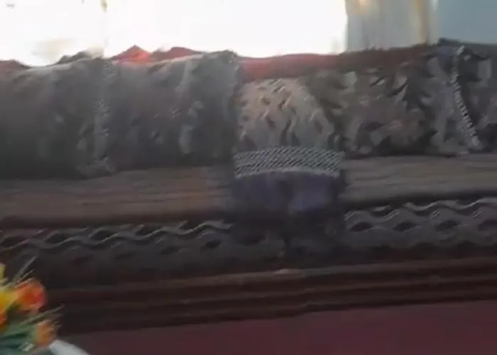 Cozy In Cph, Gæstehus